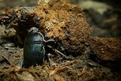 The Living Forest (164) : Dung Beetle