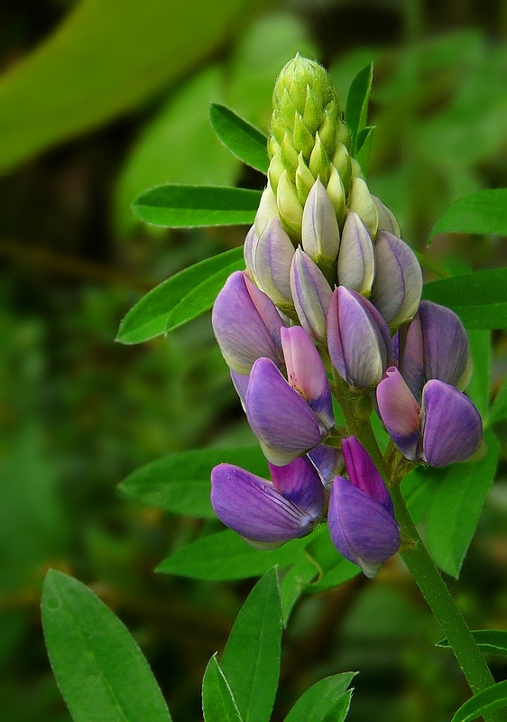 The Living Forest (165) : Big-leaved Lupine