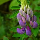 The Living Forest (165) : Big-leaved Lupine