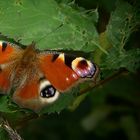 The Living Forest (166) : European Peacock