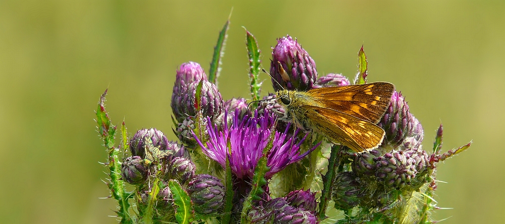 The Living Forest (167) : Large Skipper