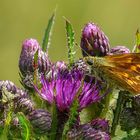 The Living Forest (167) : Large Skipper