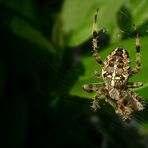 The Living Forest (169) : Cross Spider 