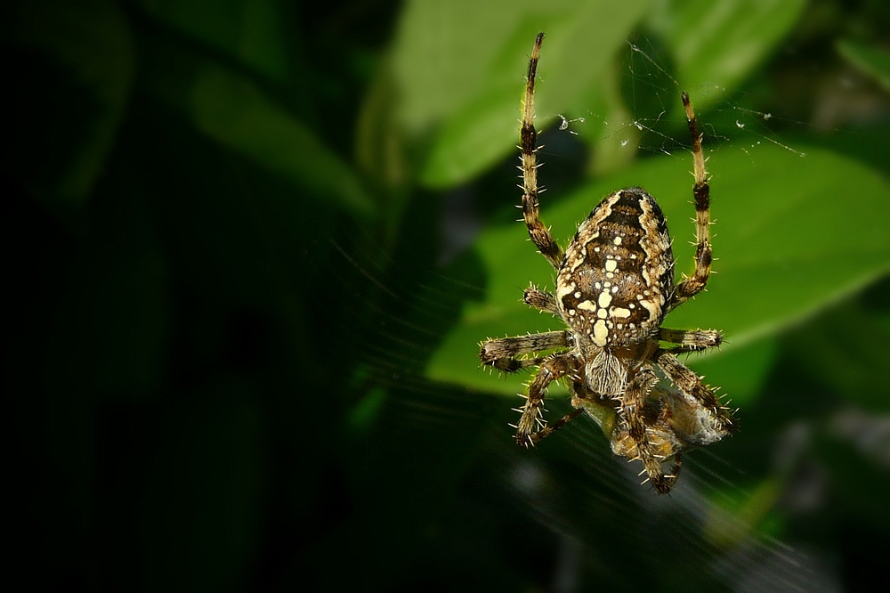 The Living Forest (169) : Cross Spider 