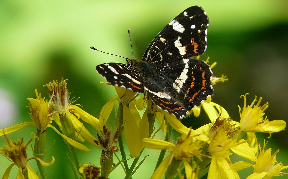 The Living Forest (17) : Map butterfly.