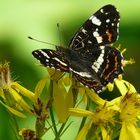 The Living Forest (17) : Map butterfly.