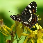 The Living Forest (17) : Map butterfly.