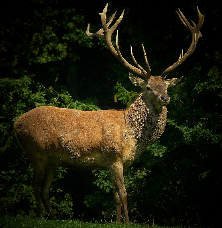 The Living Forest (170) : Red Deer