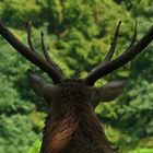 The Living Forest (171) : Red Deer