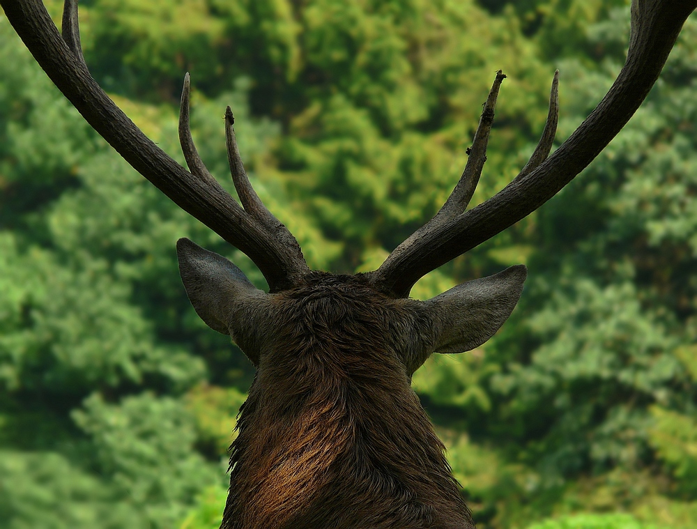 The Living Forest (171) : Red Deer