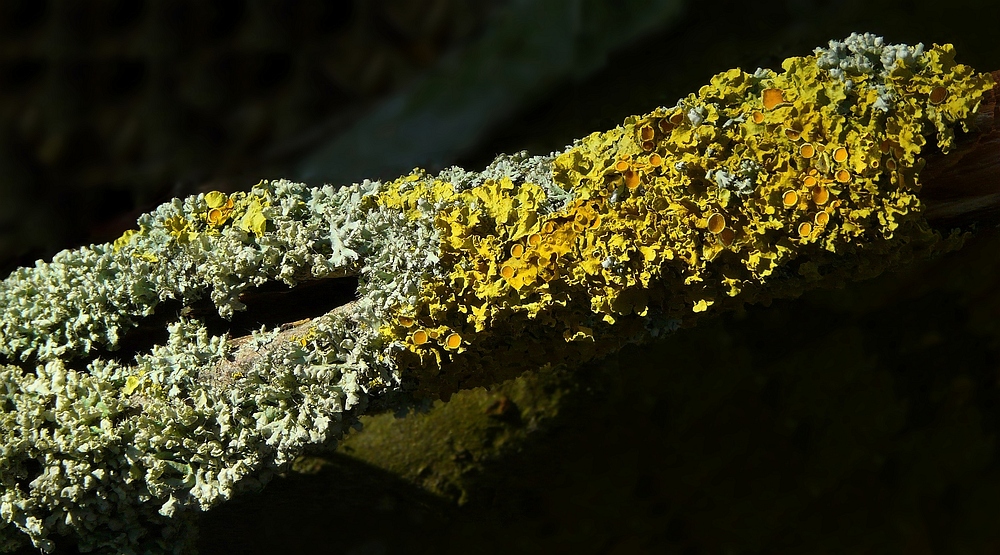 The Living Forest (172) : Lichens