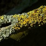 The Living Forest (172) : Lichens