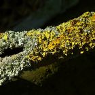 The Living Forest (172) : Lichens