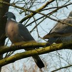 The Living Forest (173) : Wood Pigeons