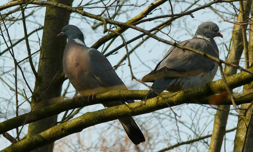 The Living Forest (173) : Wood Pigeons