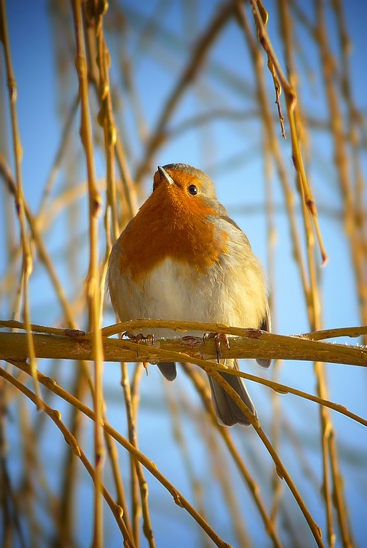 The Living Forest (179) : Robin