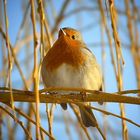 The Living Forest (179) : Robin
