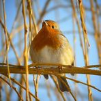 The Living Forest (179) : Robin