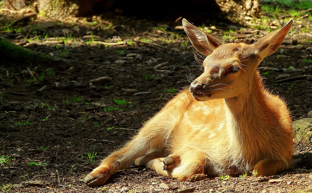 The Living Forest (18) : Red deer calf