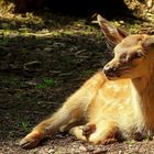 The Living Forest (18) : Red deer calf