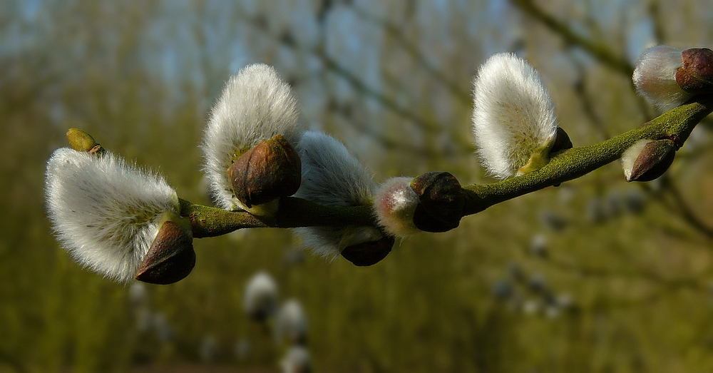 The Living Forest (180) : Willow Catkins