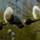 The Living Forest (180) : Willow Catkins