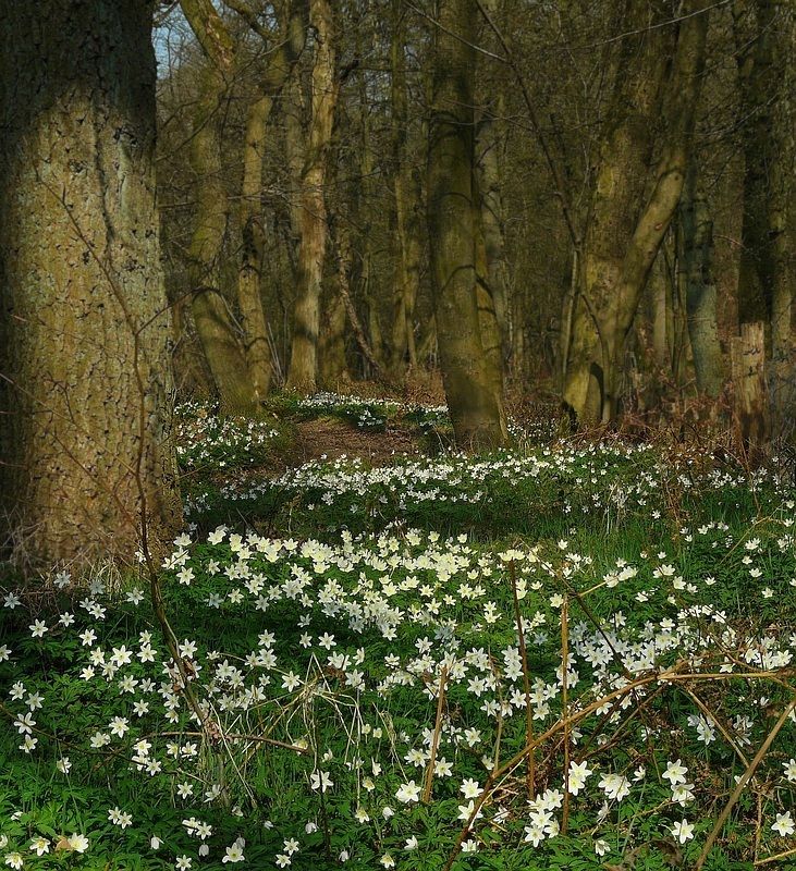 The Living Forest (181) : A carpet of Wood Anemones