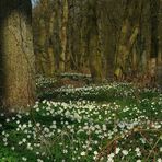 The Living Forest (181) : A carpet of Wood Anemones