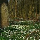 The Living Forest (181) : A carpet of Wood Anemones