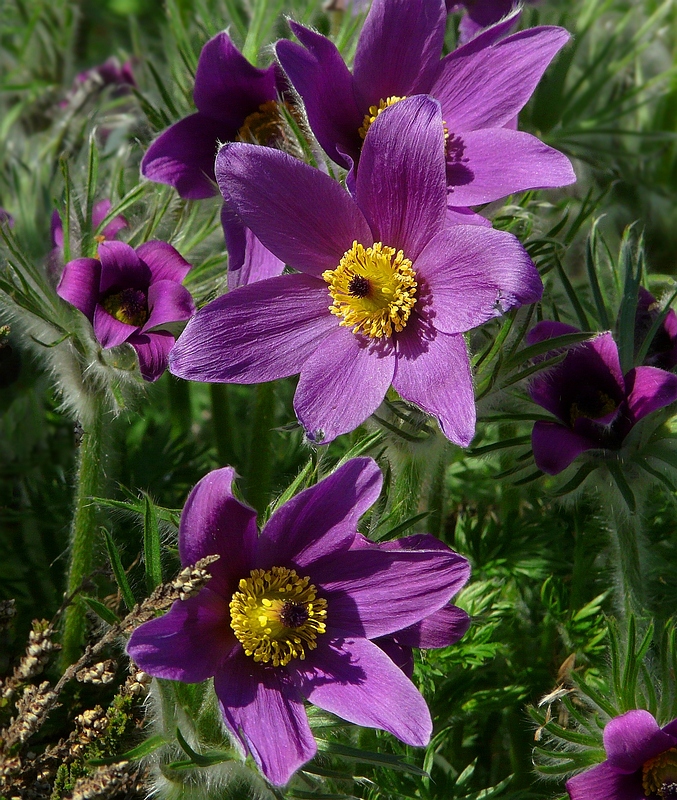 The Living Forest (182) : Pasque Flower