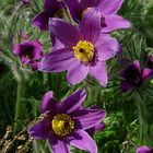 The Living Forest (182) : Pasque Flower
