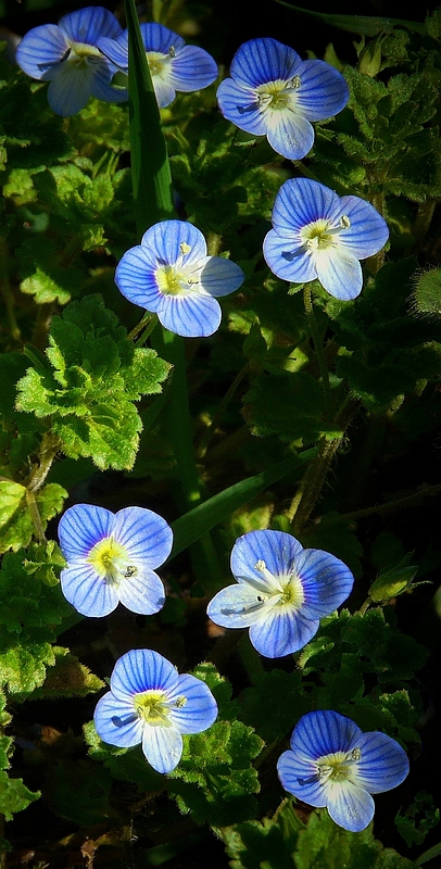 The Living Forest (183) : Persian Speedwell