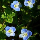 The Living Forest (183) : Persian Speedwell