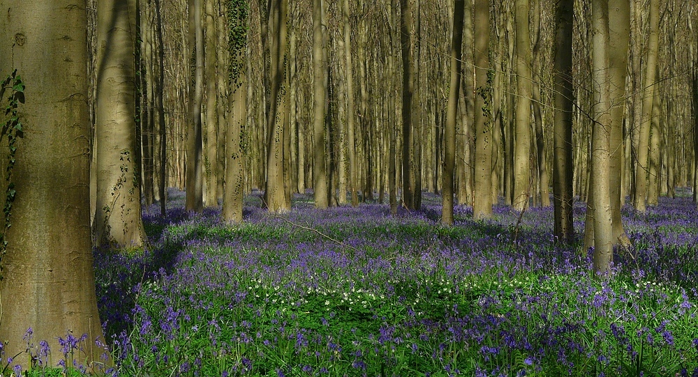 The Living Forest (184) : A sea of Bluebells