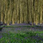 The Living Forest (184) : A sea of Bluebells