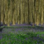 The Living Forest (184) : A sea of Bluebells