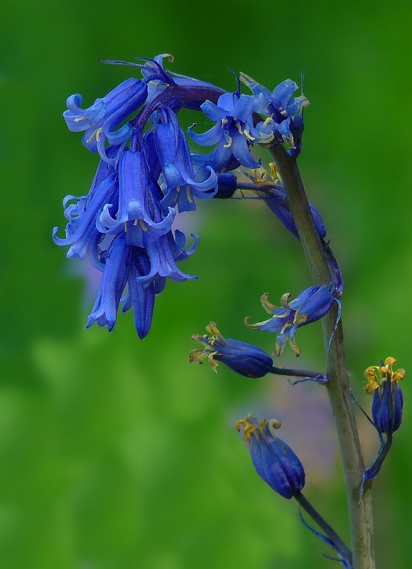 The Living Forest (185) : Common Bluebell