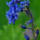 The Living Forest (185) : Common Bluebell