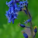 The Living Forest (185) : Common Bluebell