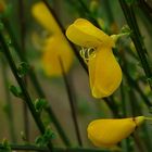 The Living Forest (186) : Common Broom