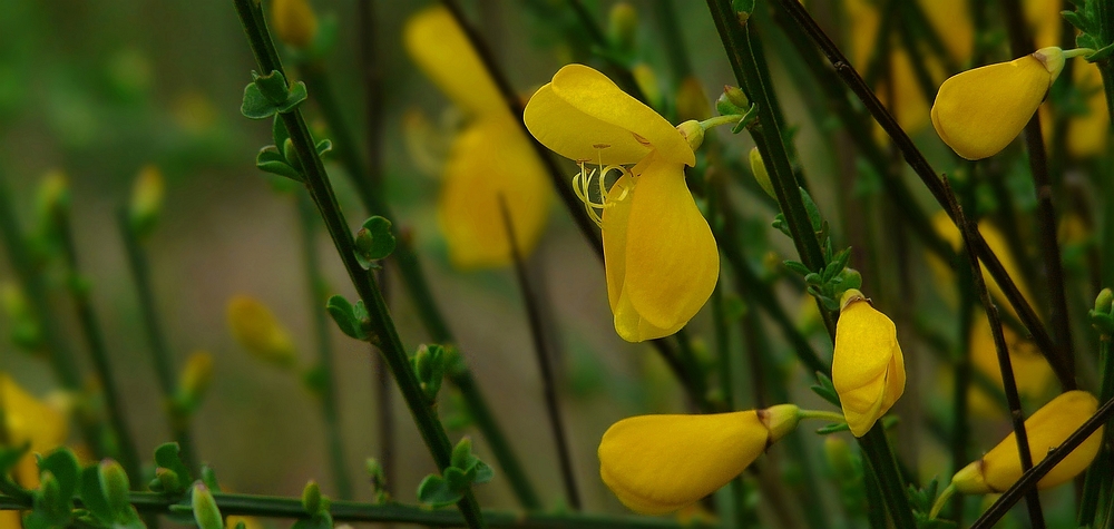The Living Forest (186) : Common Broom