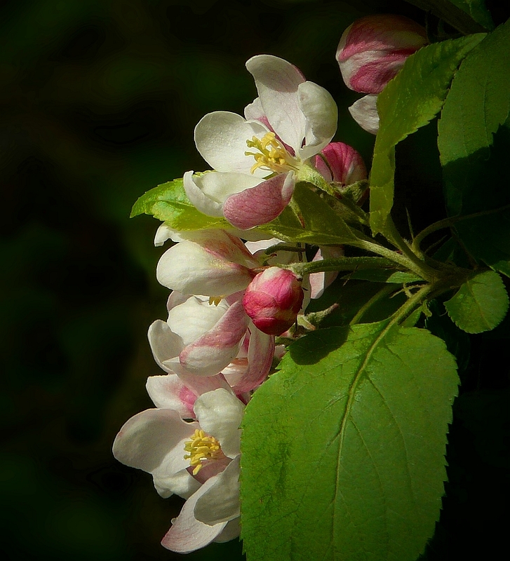 The Living Forest (187) : Wild Crab Apple blossoms