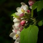 The Living Forest (187) : Wild Crab Apple blossoms