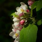 The Living Forest (187) : Wild Crab Apple blossoms