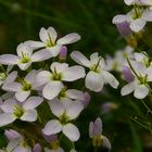 The Living Forest (188) : Cuckoo flowers