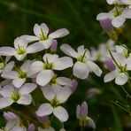 The Living Forest (188) : Cuckoo flowers