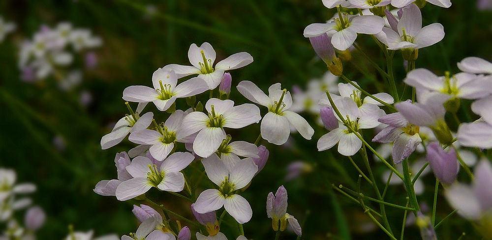 The Living Forest (188) : Cuckoo flowers