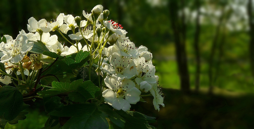 The Living Forest (189) : Common Hawthorn