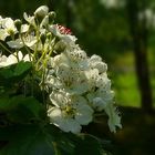 The Living Forest (189) : Common Hawthorn