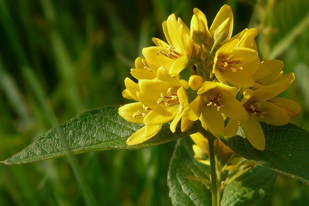 The Living Forest (19) : Yellow loosestrife
